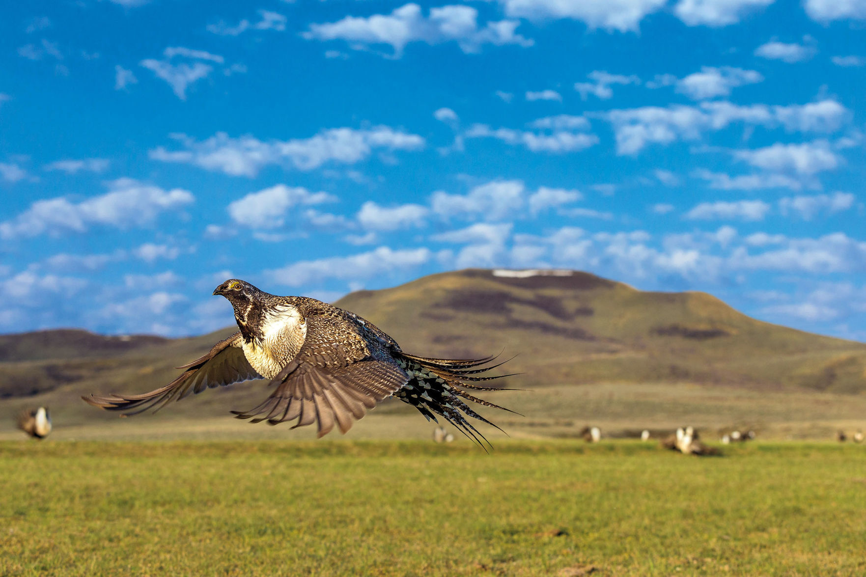 Greater Sage-Grouse
